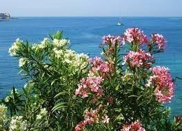 Пальмы, кактус, олеандры