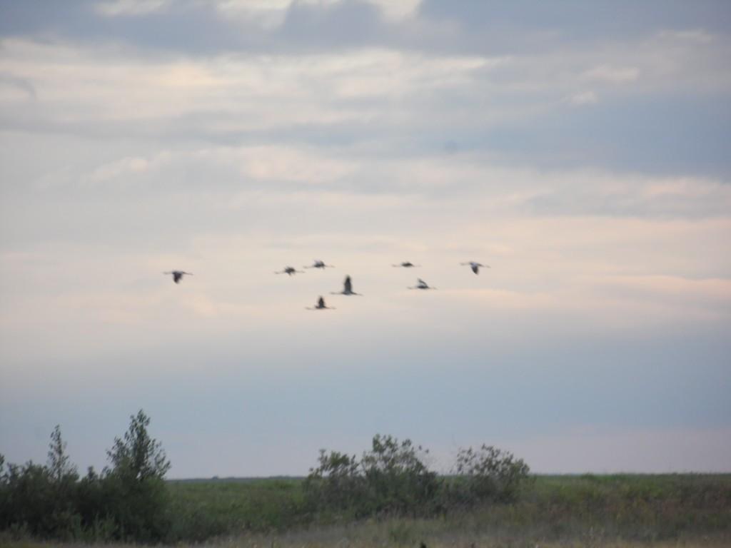 Стать бы такою...