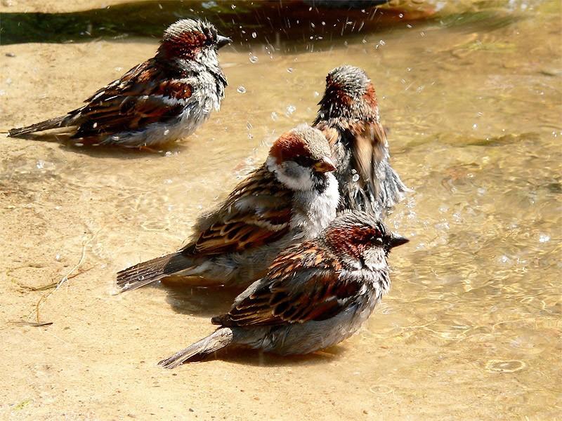 УЧИТЬСЯ НАДО НАМ У ПТИЦ