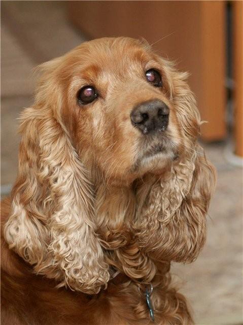 Cпаниель несчастный