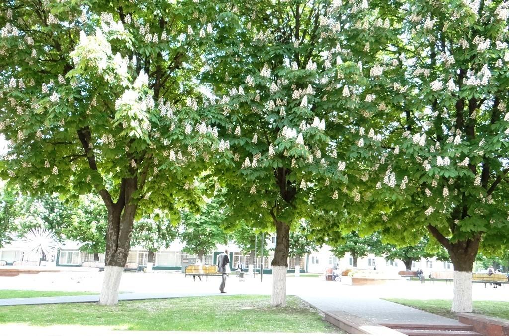 Цветущие каштаны