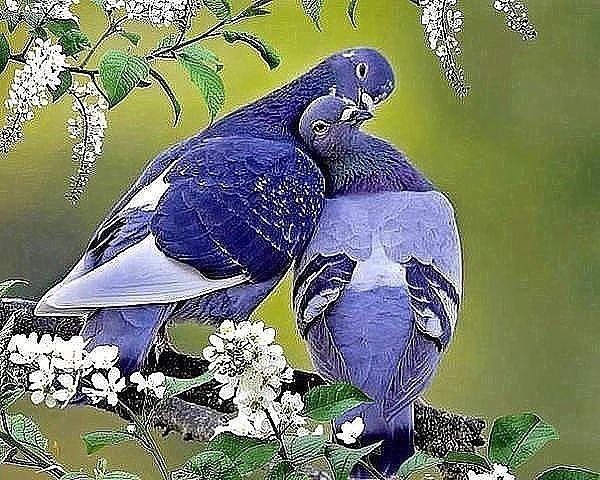 Голуби целуются картинки красивые