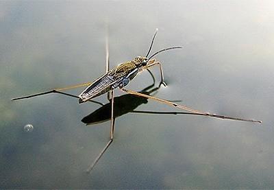 Клопик водомерка