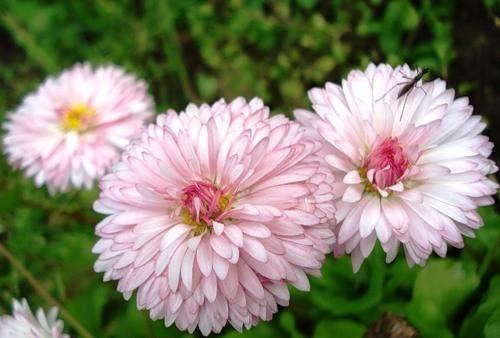 Маргаритки