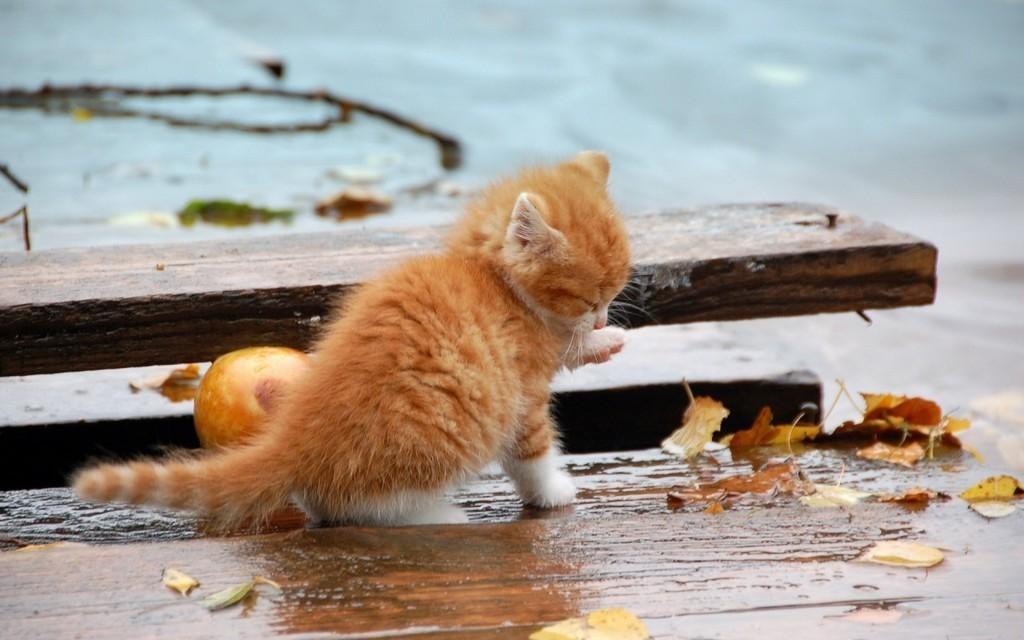 Котёнок и рыжие листья