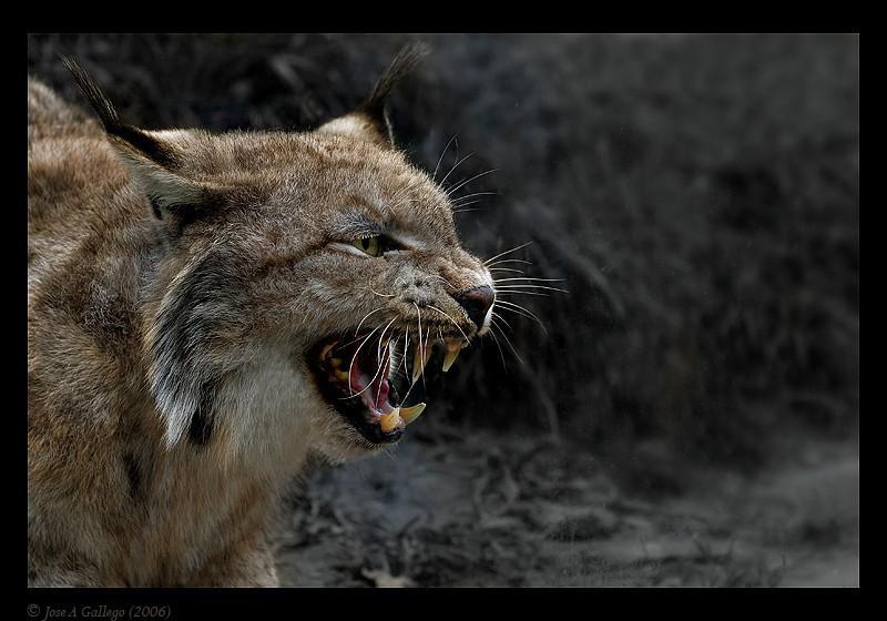 Дурная весть