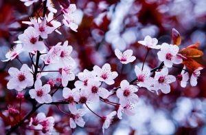 Кусочек весны