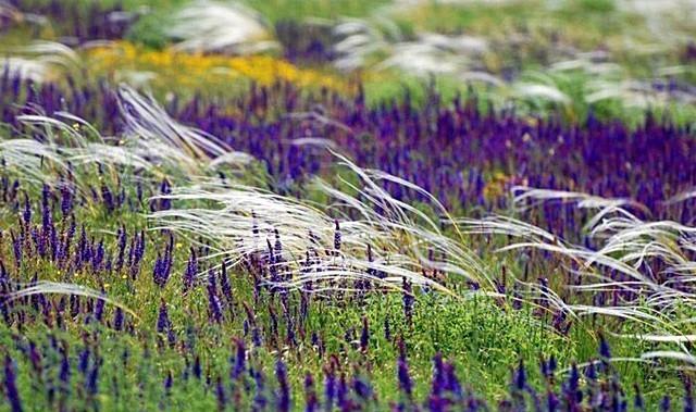 Плачет на поле ковыль...