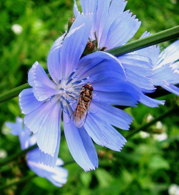 Цветы цикория