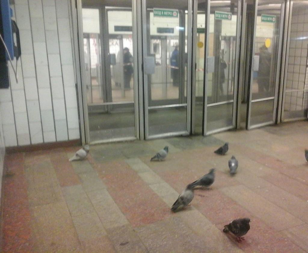 А в метро, в Москве, летают голуби!