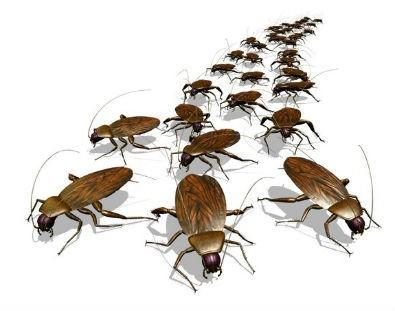 О тараканах