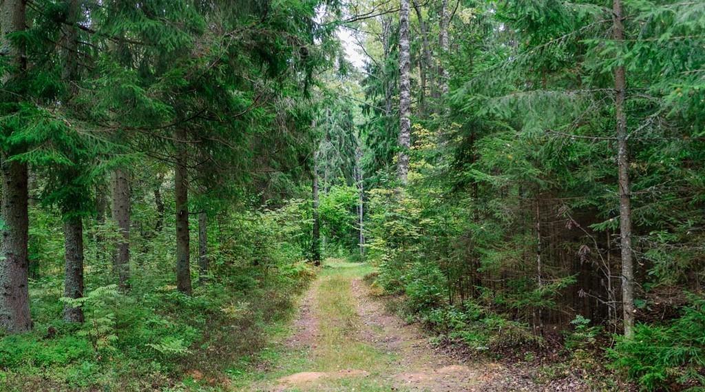 Пока Творцу буду молиться...