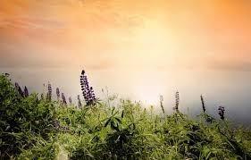 Рассветные строки