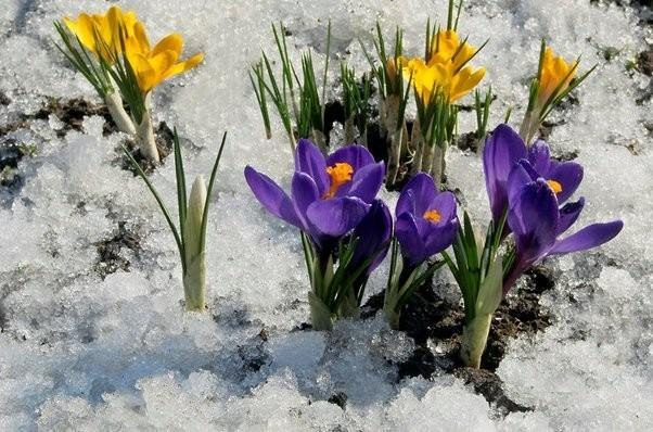 Весенняя зарисовка