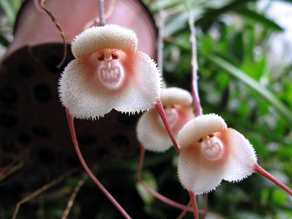 Орхидеи загадочный взгляд
