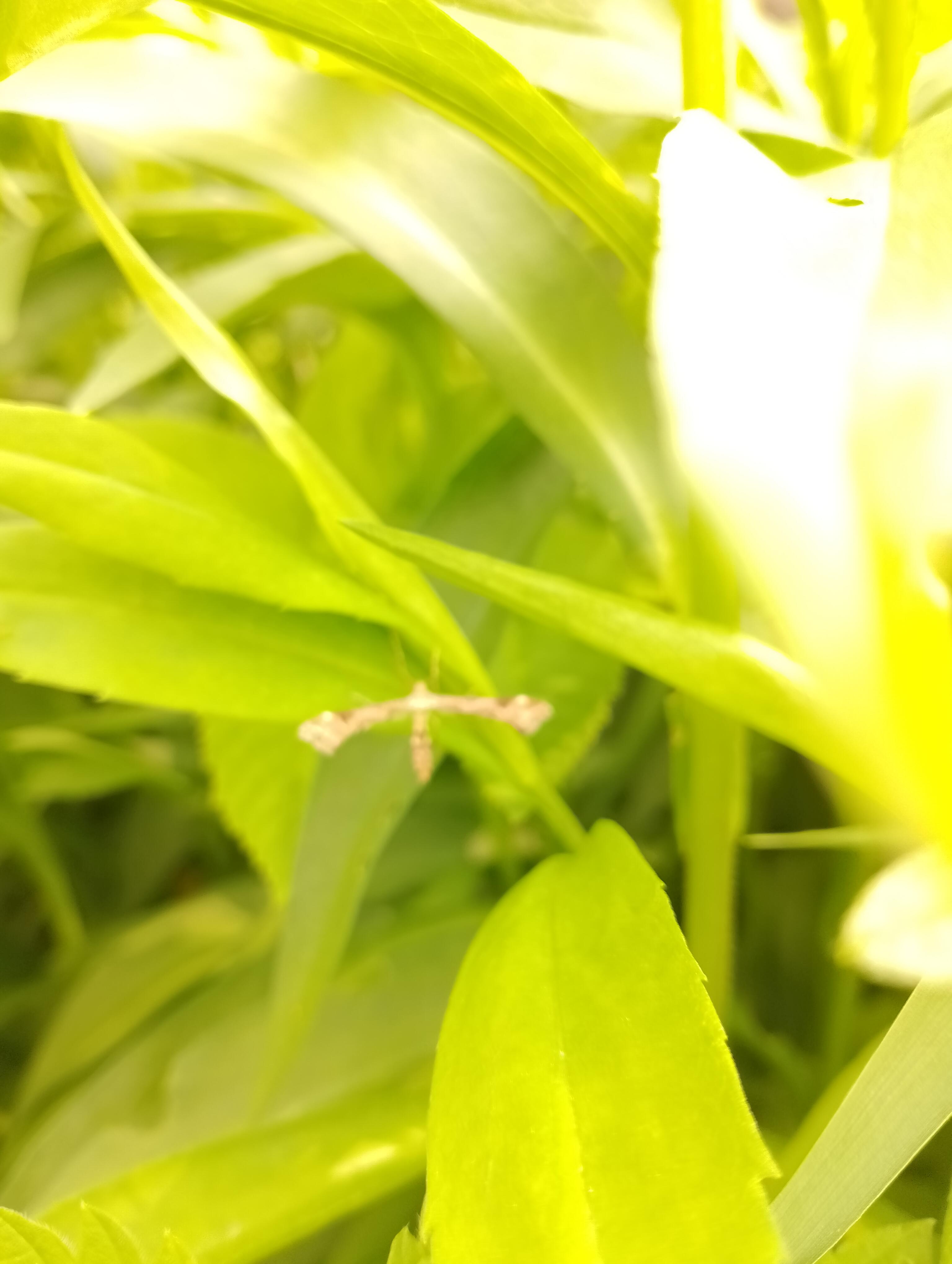 Мне Духов день нашёптывает в ухо