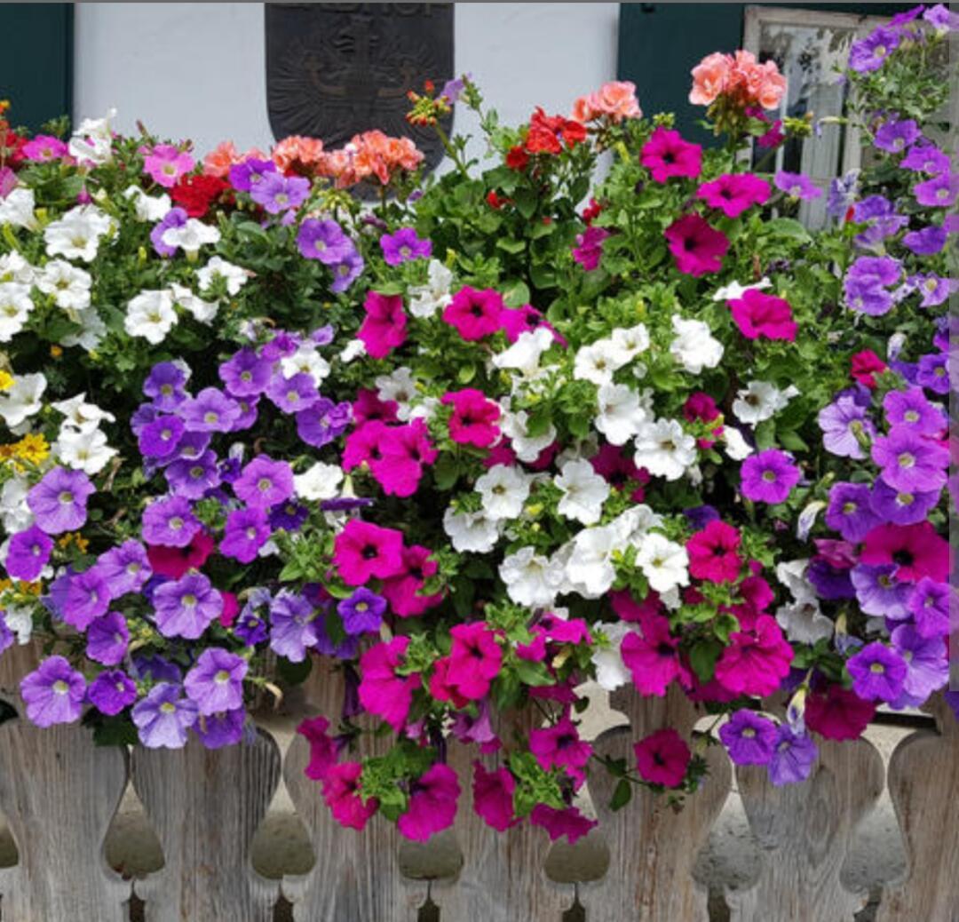 Фиолетовое чудо