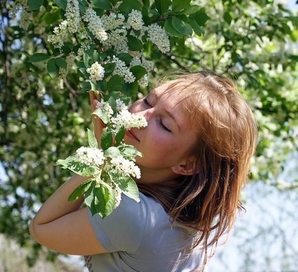 Белая черемуха