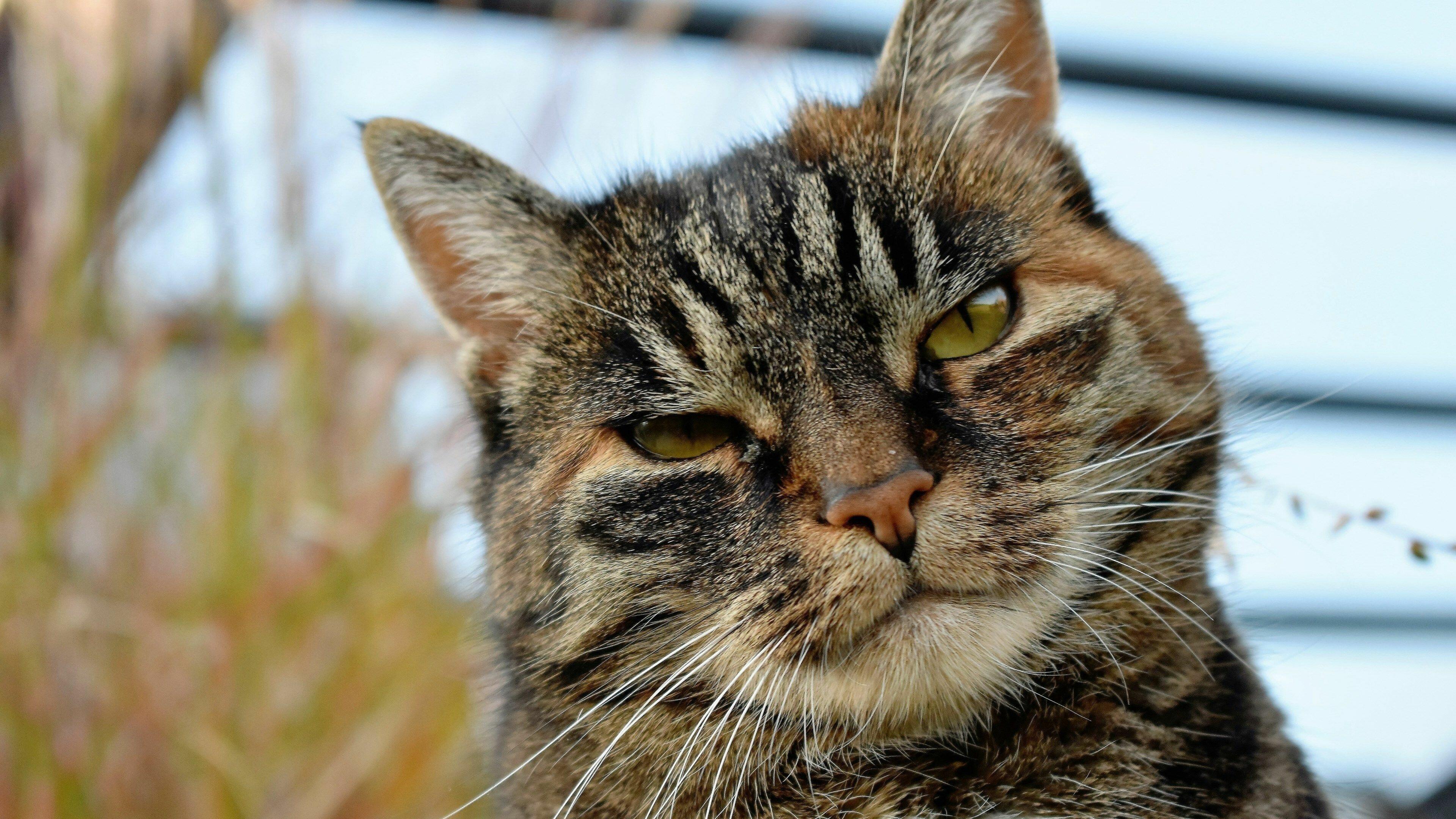 Особые коты 