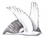 Ветеранам...