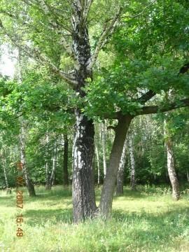 Березка и дуб.