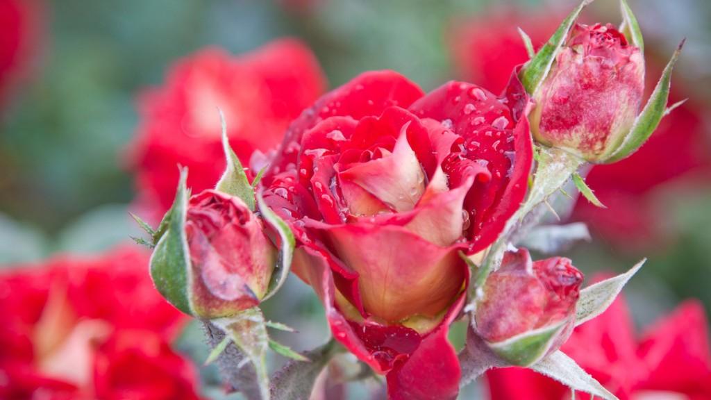 УТРО ДАРИТ БЛАГОДАТЬ.