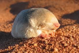 СУМЧАТЫЙ КРОТ. АЛФАВИТ ДЕТСКИЙ. БУКВА «С».