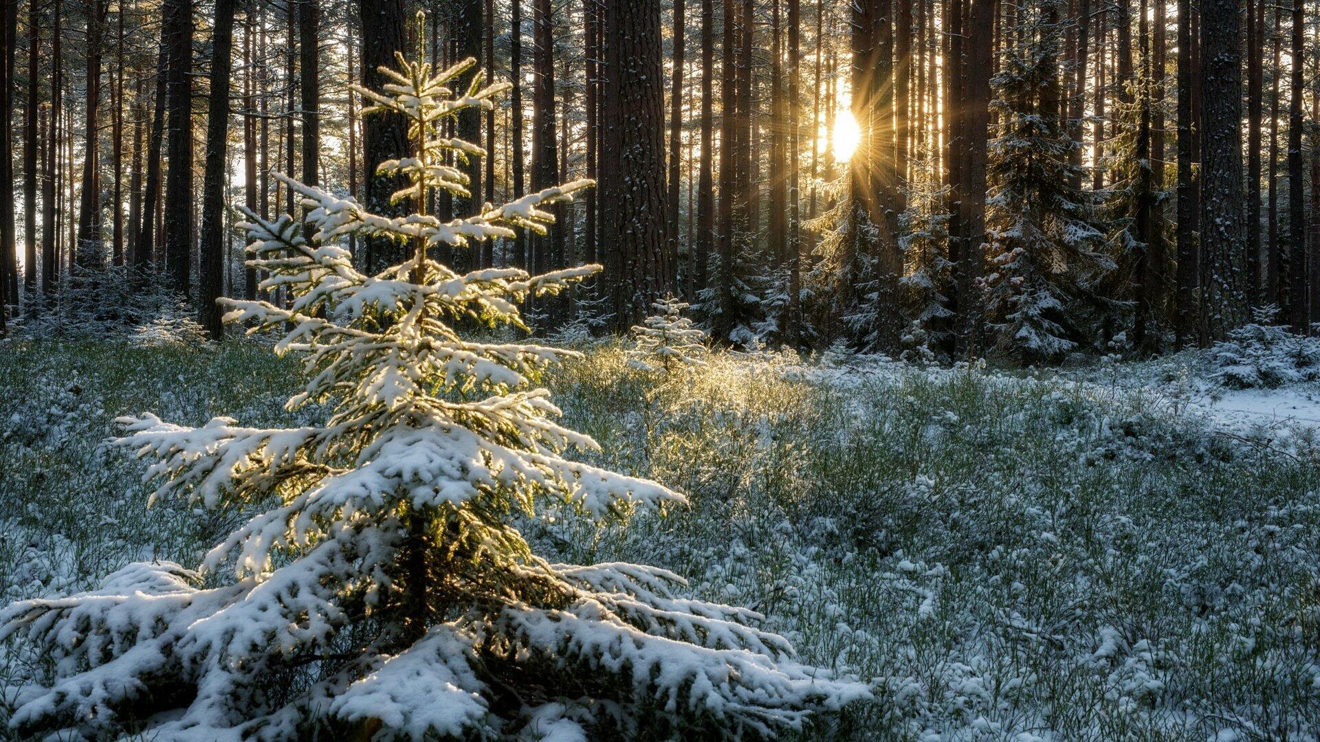 В зимнюю пору в лесу