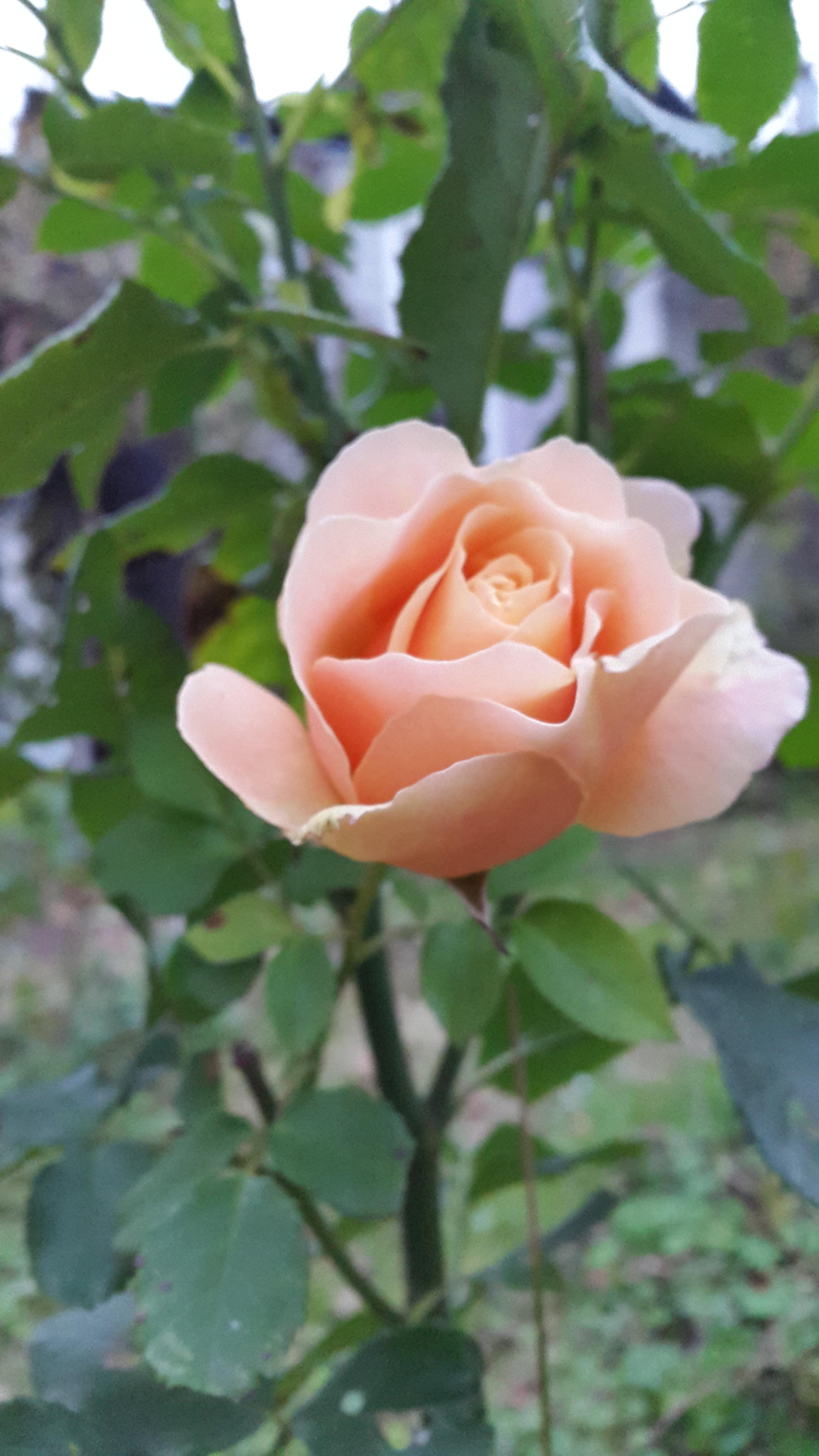 Розовый бутон