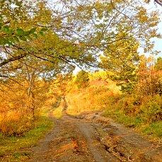 Осенний расписной ковёр.