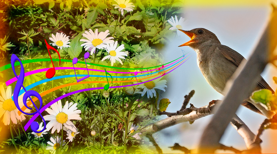 Музыка весны для детей слушать. Птицы поют. Соловей весной. Весенние трели птиц. Соловей поет.