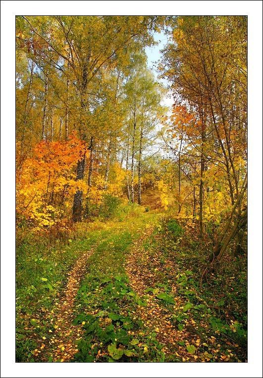 Осенний лес