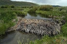 БОБРЫ - ОХРАННИКИ