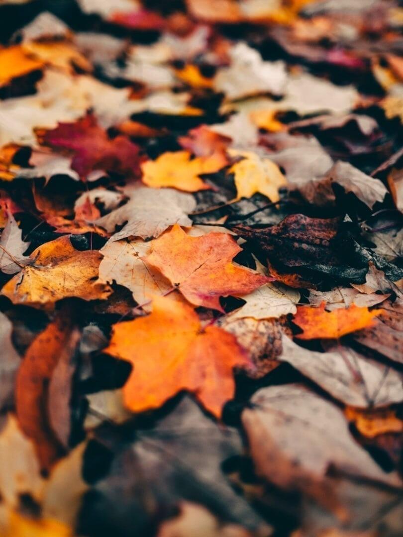 "Как улыбаться в ноябре?" (08,09.11.2021)