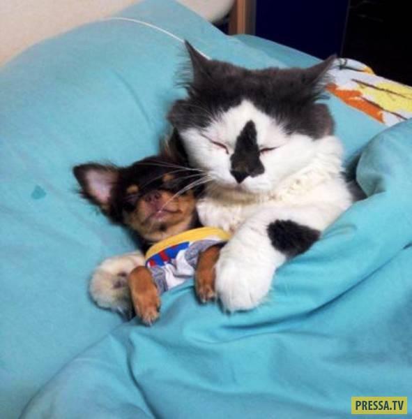 ПРОБУЖДЕНИЕ ПОСЛЕ ТОГО...(фото приколы)