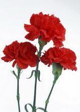 С праздником дорогие  товарищи, поэты!