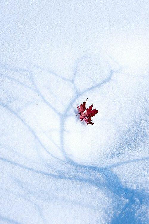 По белому ковру безмолвья...