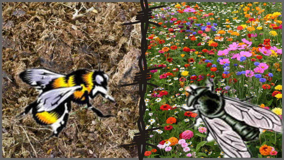 Пчела и муха. Антипритча (14-15.05.2018 г.)