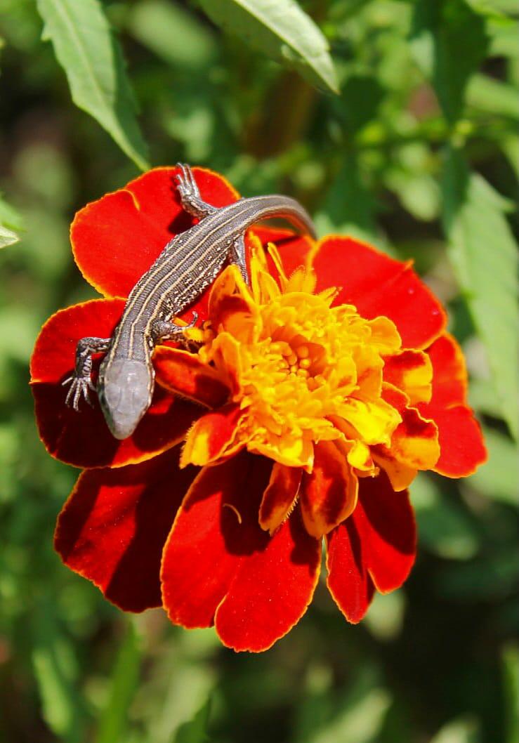 Рождённый ползать