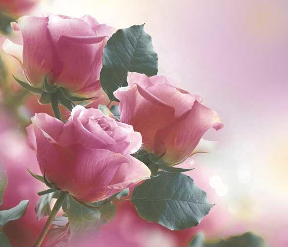 "Чувства людей"