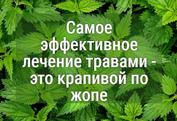 Ответ поэту - Сергеева Ингуза - КРАПИВУШКА ДВУДОМНАЯ