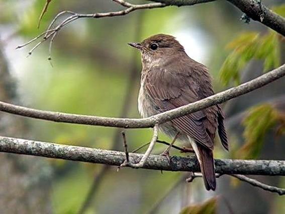 СОЛОВЕЙ, КАК МАНИШЬ ТЫ ПОДЧАС.