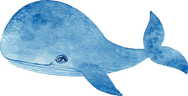 Уставший, но элегантный синий кит