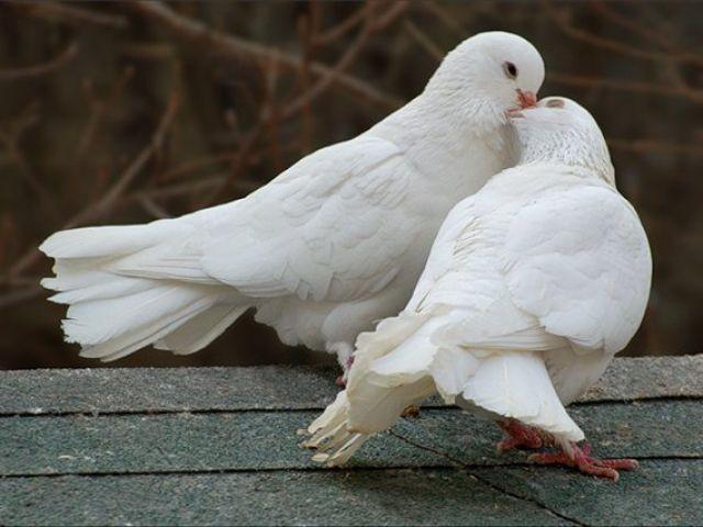 Голуби