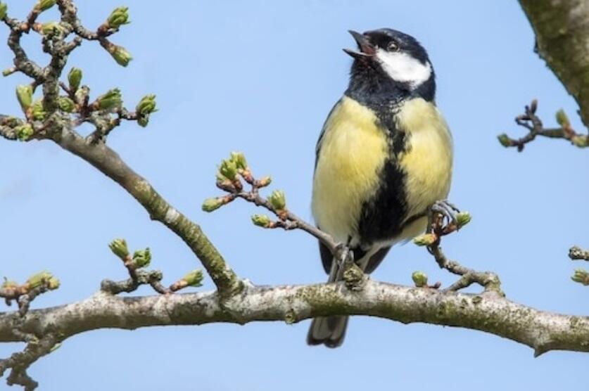 О чём поёшь?