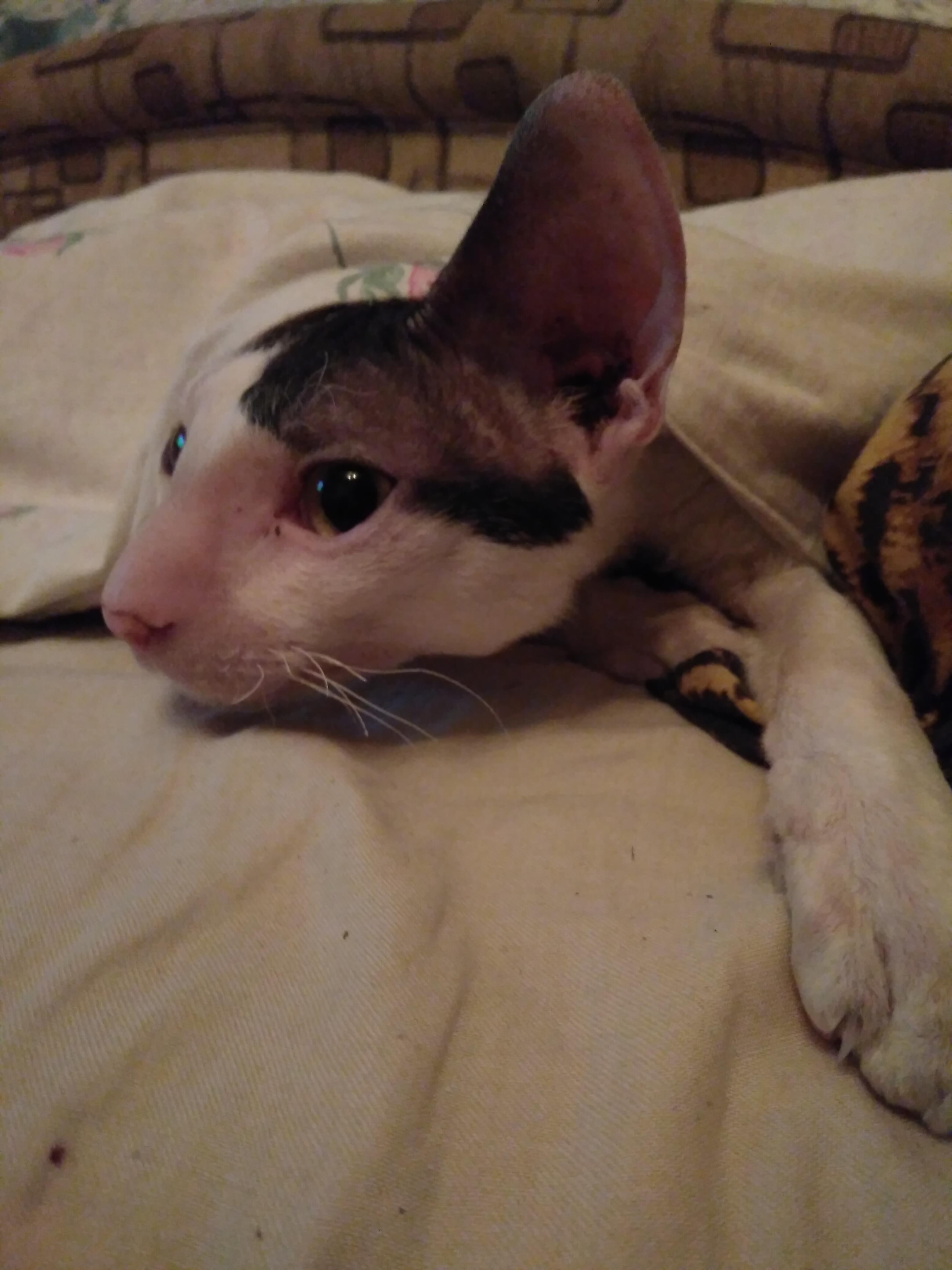 Погребальная коробка...(вместо дневника)