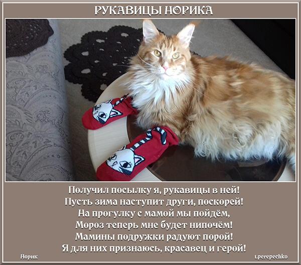 Про котёнка