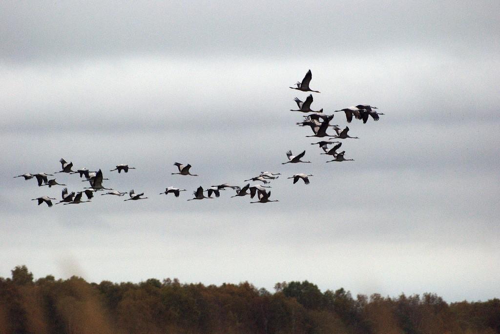 ЖУРАВЛИ ДОМОЙ ЛЕТЯТ