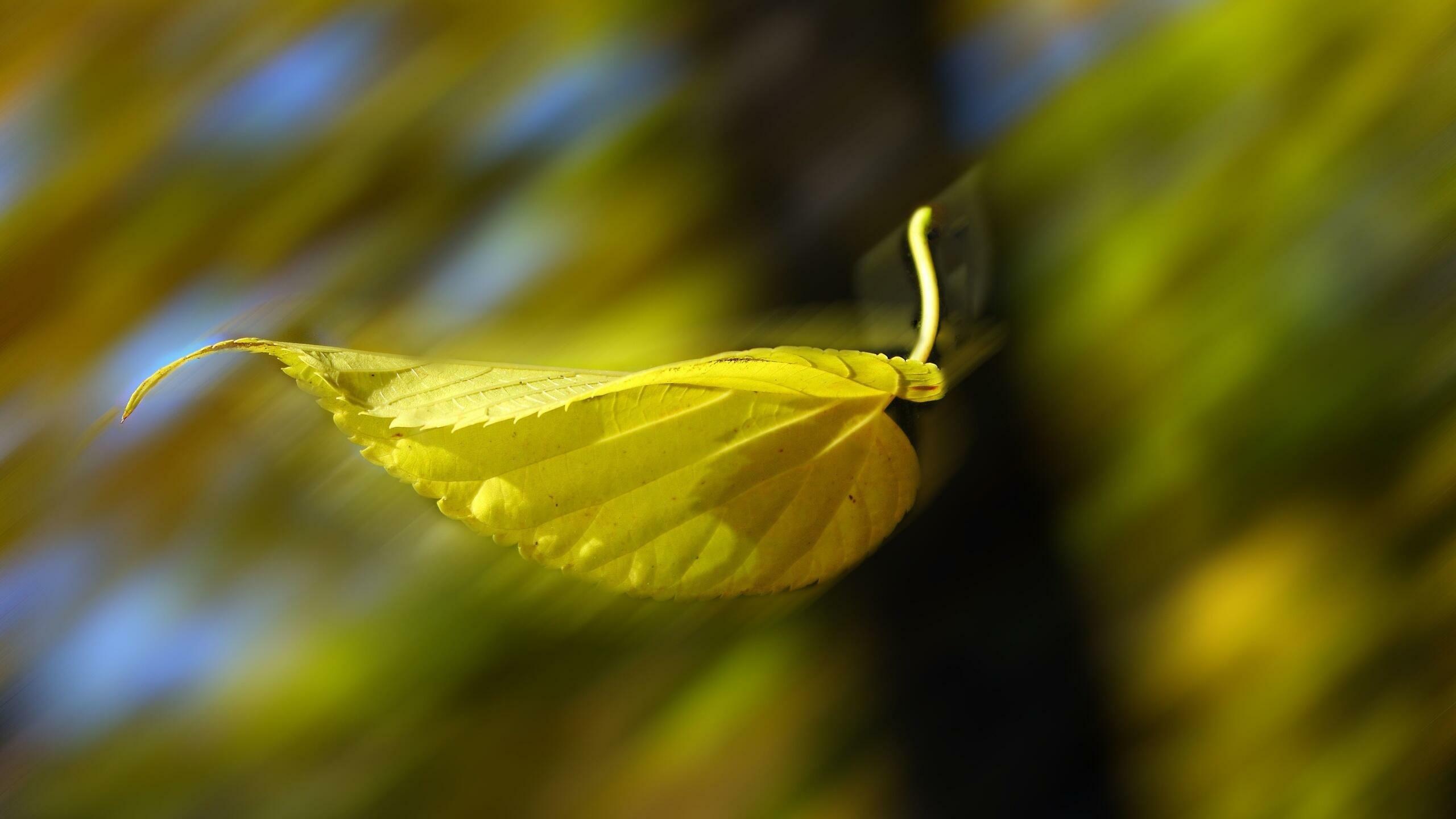 ОТ  ЖАРЫ  ПРОСНУЛСЯ  ВЕТЕР