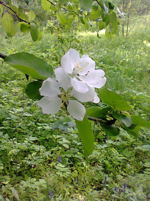 Поёт гитара о любви...